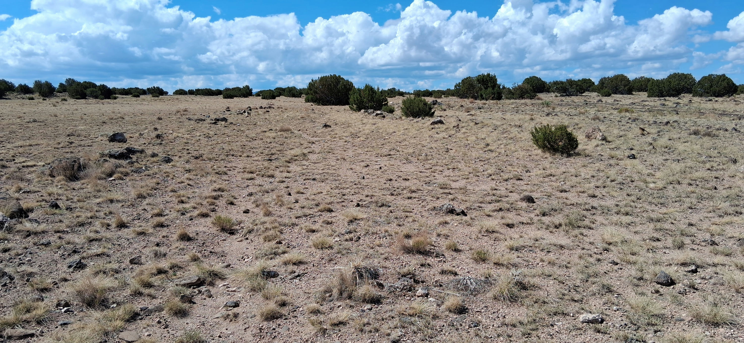 201-40-002B-C Vegetation.jpg