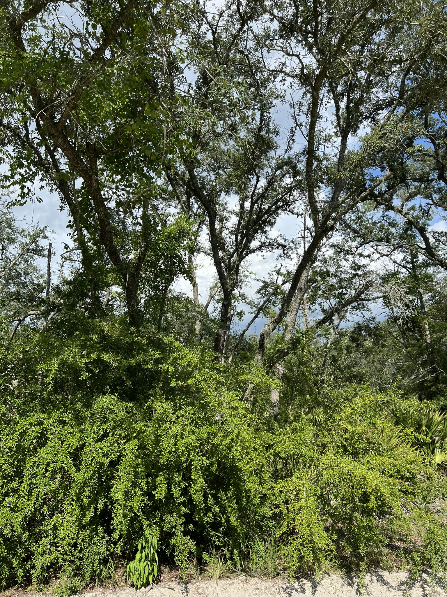 IMG_5804.JPEG