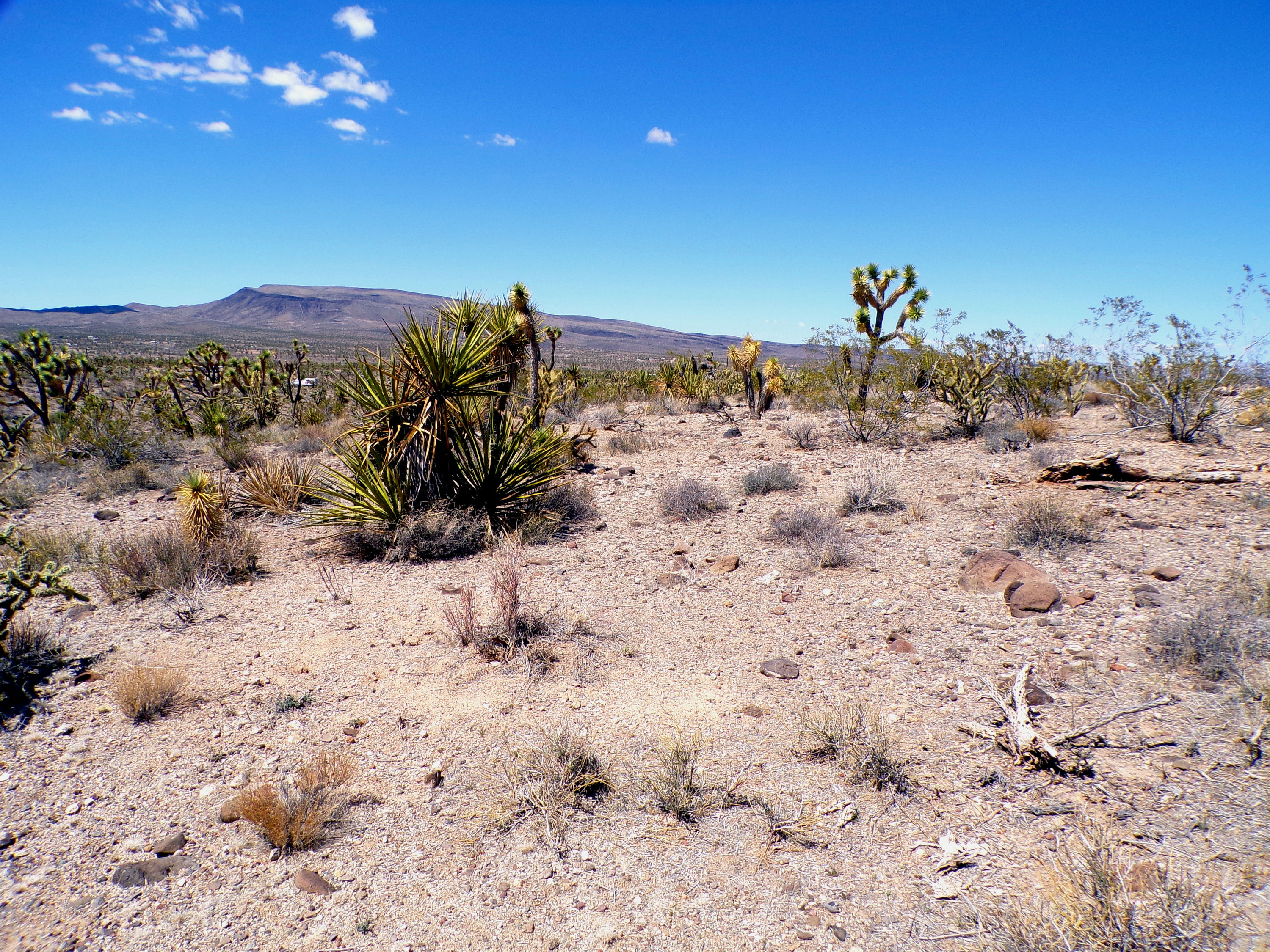 100_0767_DESERT.JPG