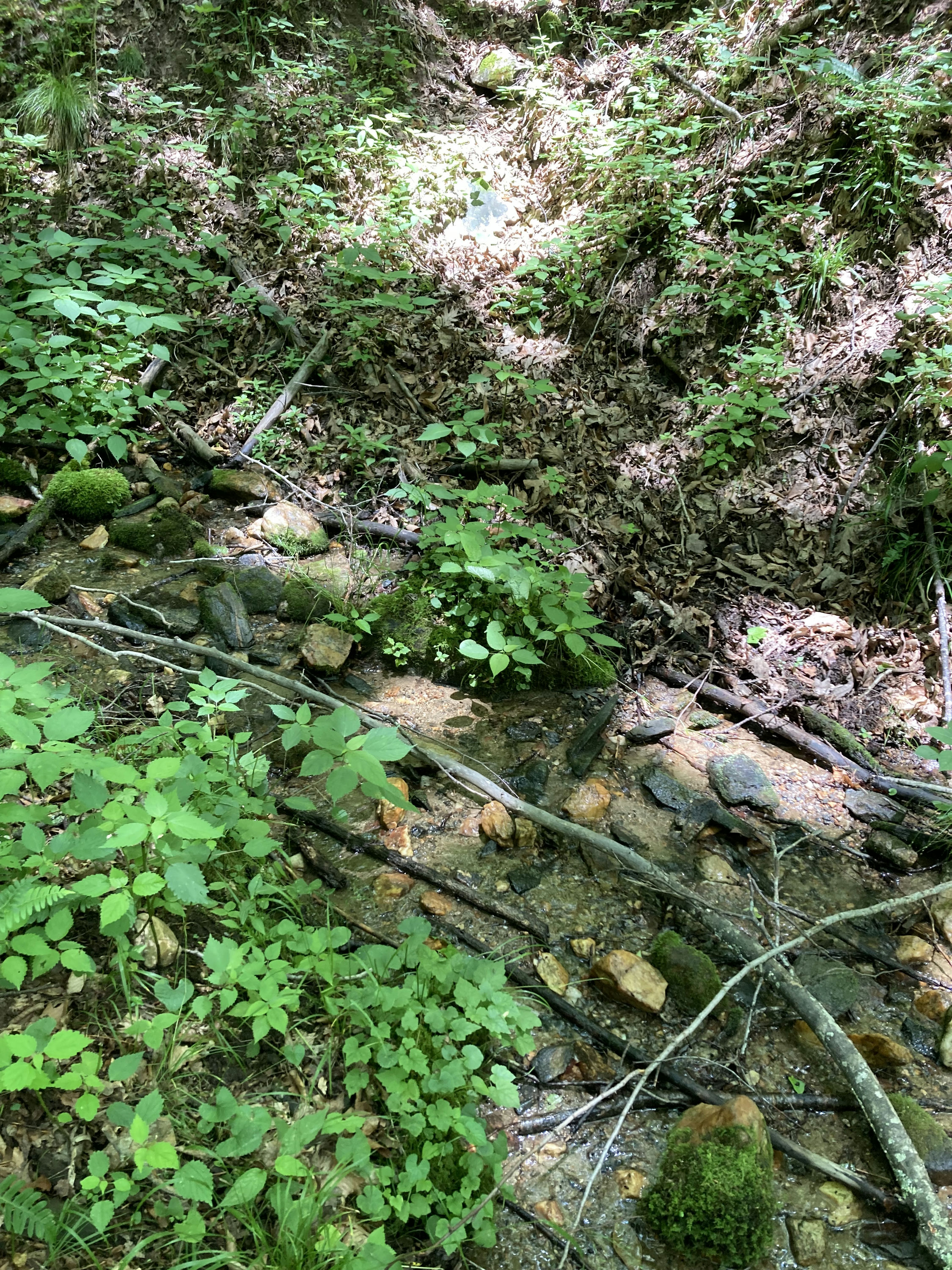 SPP_31_Forest_Undergrowth_With_Sunlight_And_Fallen_Branches(1).jpeg
