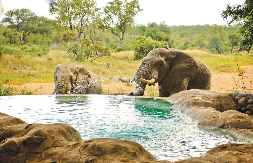 Motswari-Private-Game-Reserve-8.jpg