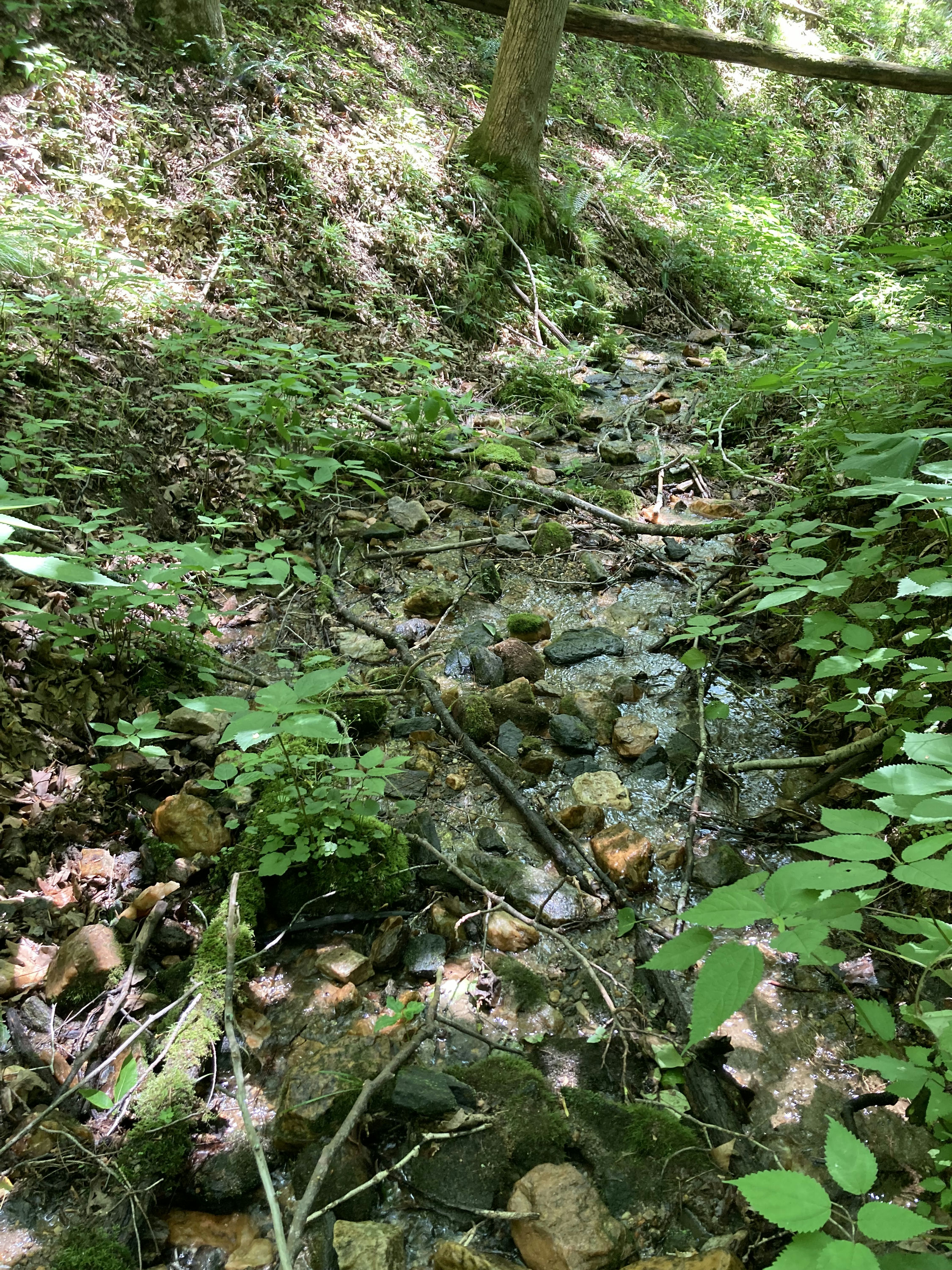SPP_31_Dense_Forest_Undergrowth_With_Sunlight_Filtering_Through.jpeg