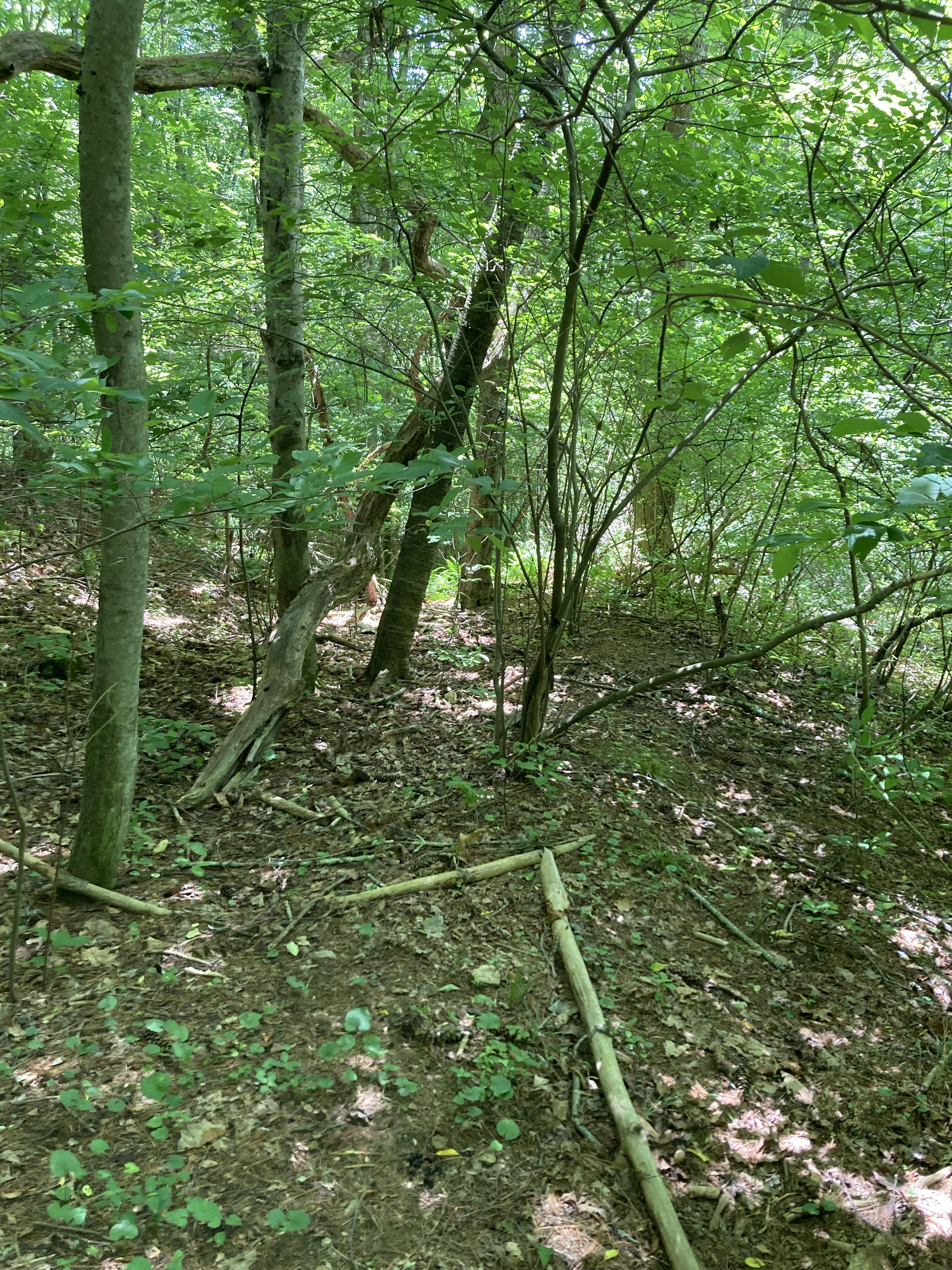 SPP_27_Dense_Forest_With_Green_Trees_and_Undergrowth.jpg