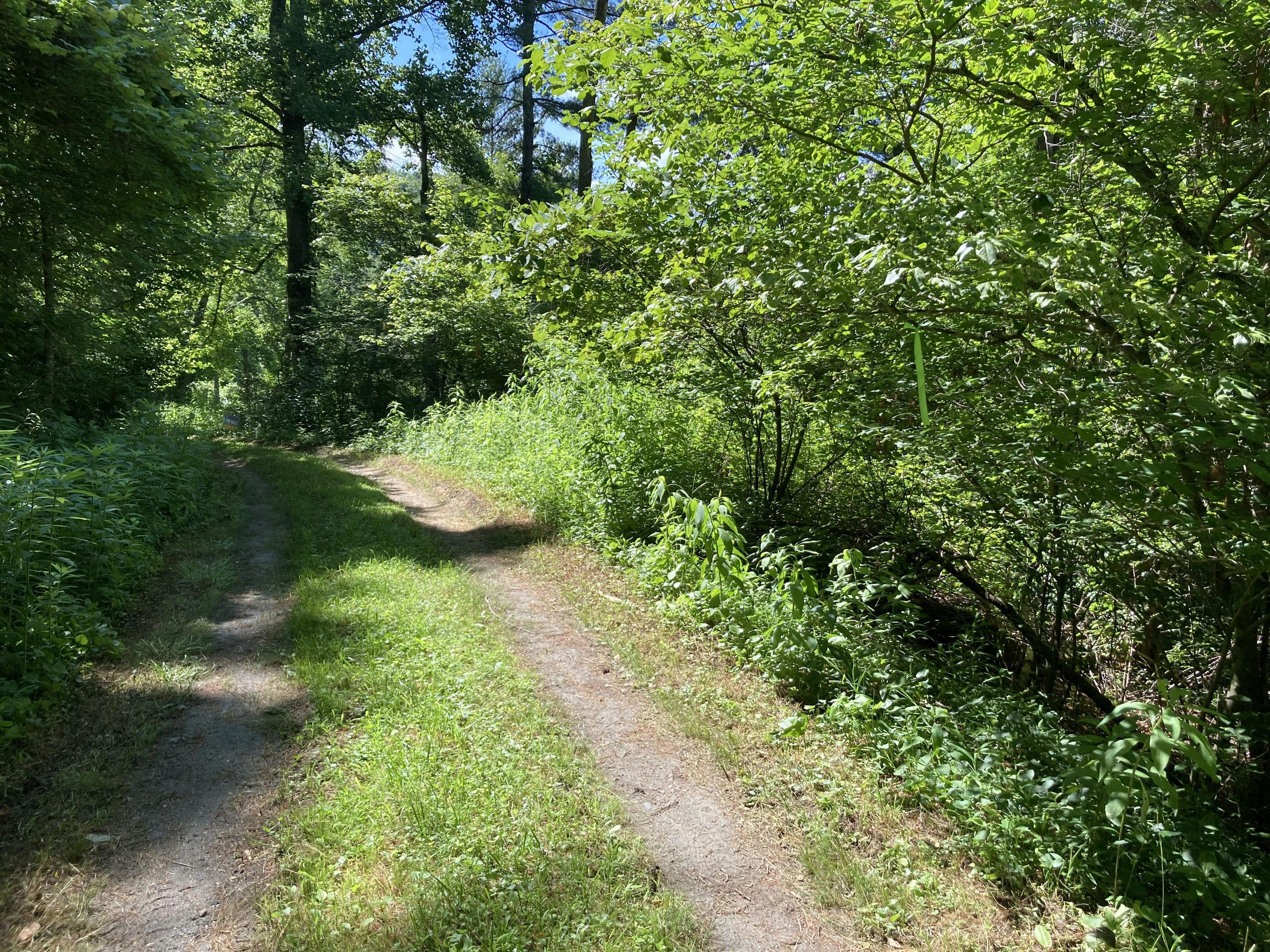 RA_31_Forest_Path_With_Lush_Green_Undergrowth.jpeg