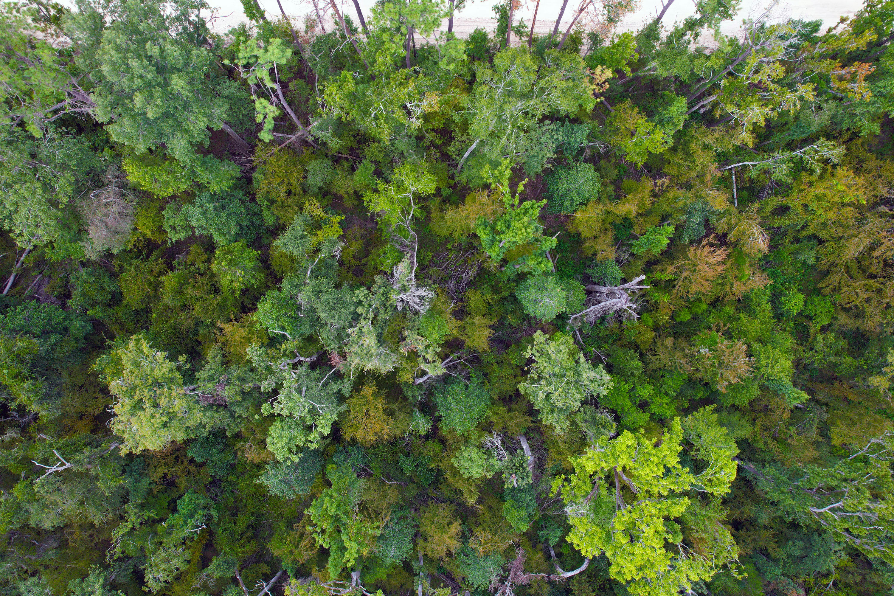 DJI_0704.jpg