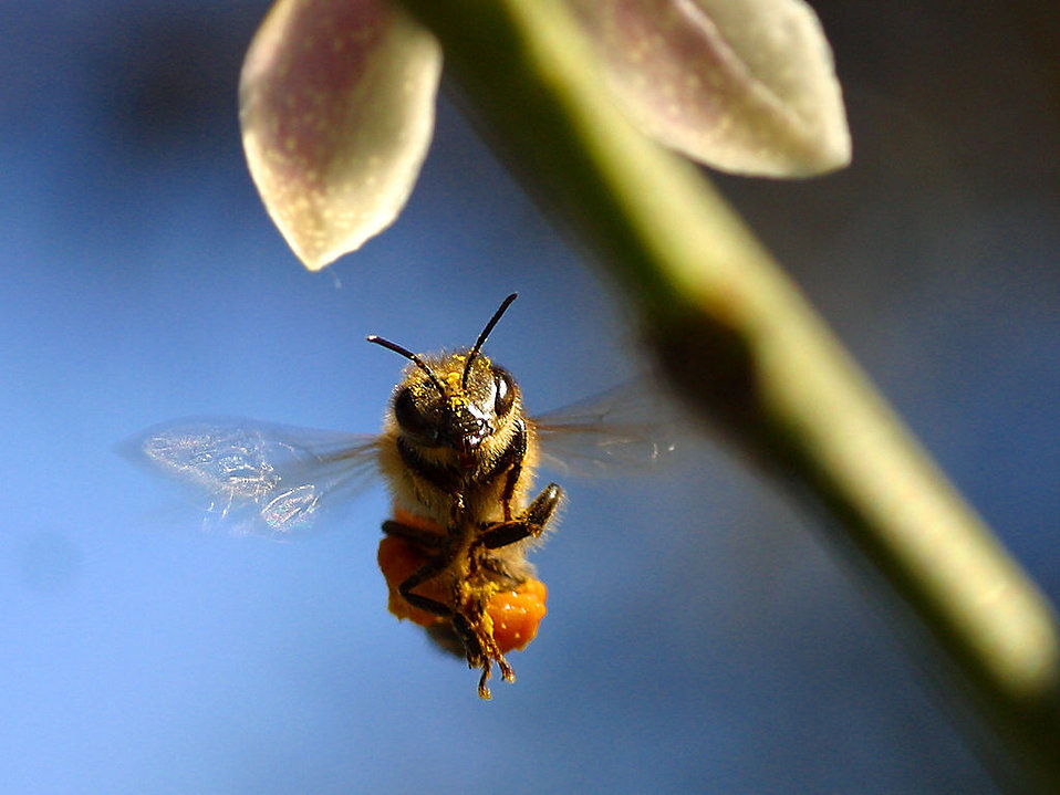 The Bombardment of Bees
