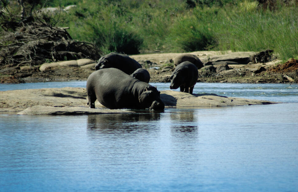 Lion-Sands-Sabi-River-and-Ivory-Lodges-8.jpg