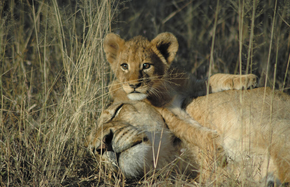 Lion-Sands-Sabi-River-and-Ivory-Lodges-10.jpg