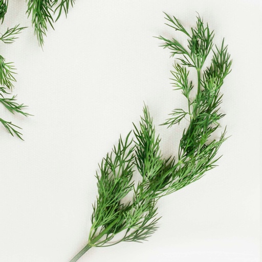 Image of Dill