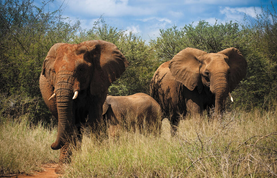 Madikwe-Safari-Lodge-10.jpg