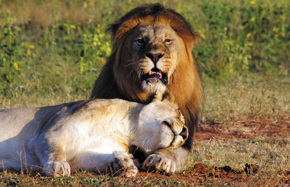 Marataba-Safari-Lodge-15.jpg