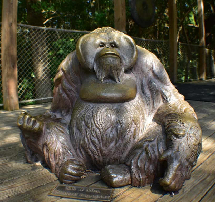 Orangutan
