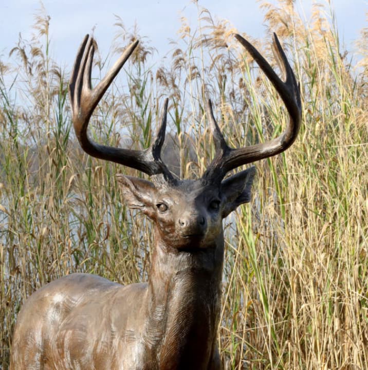 Whitetail