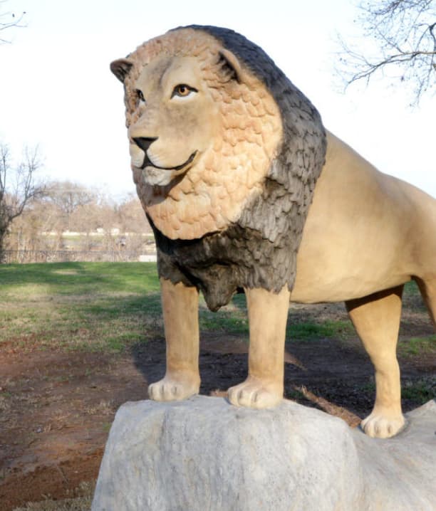 African Lion