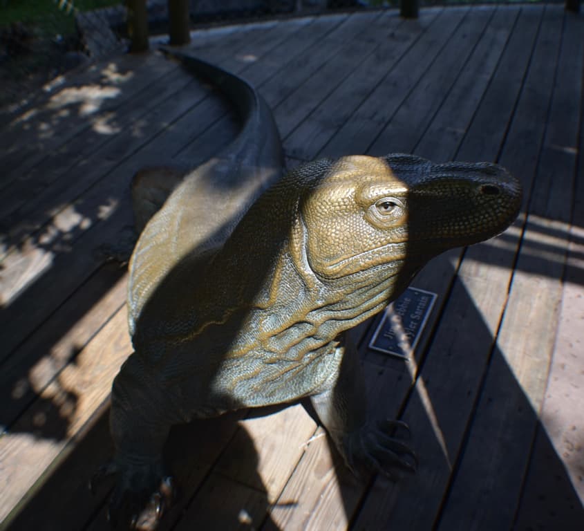 Komodo Dragon