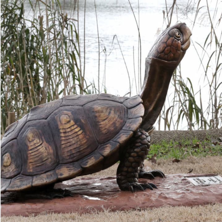 Box Turtle II