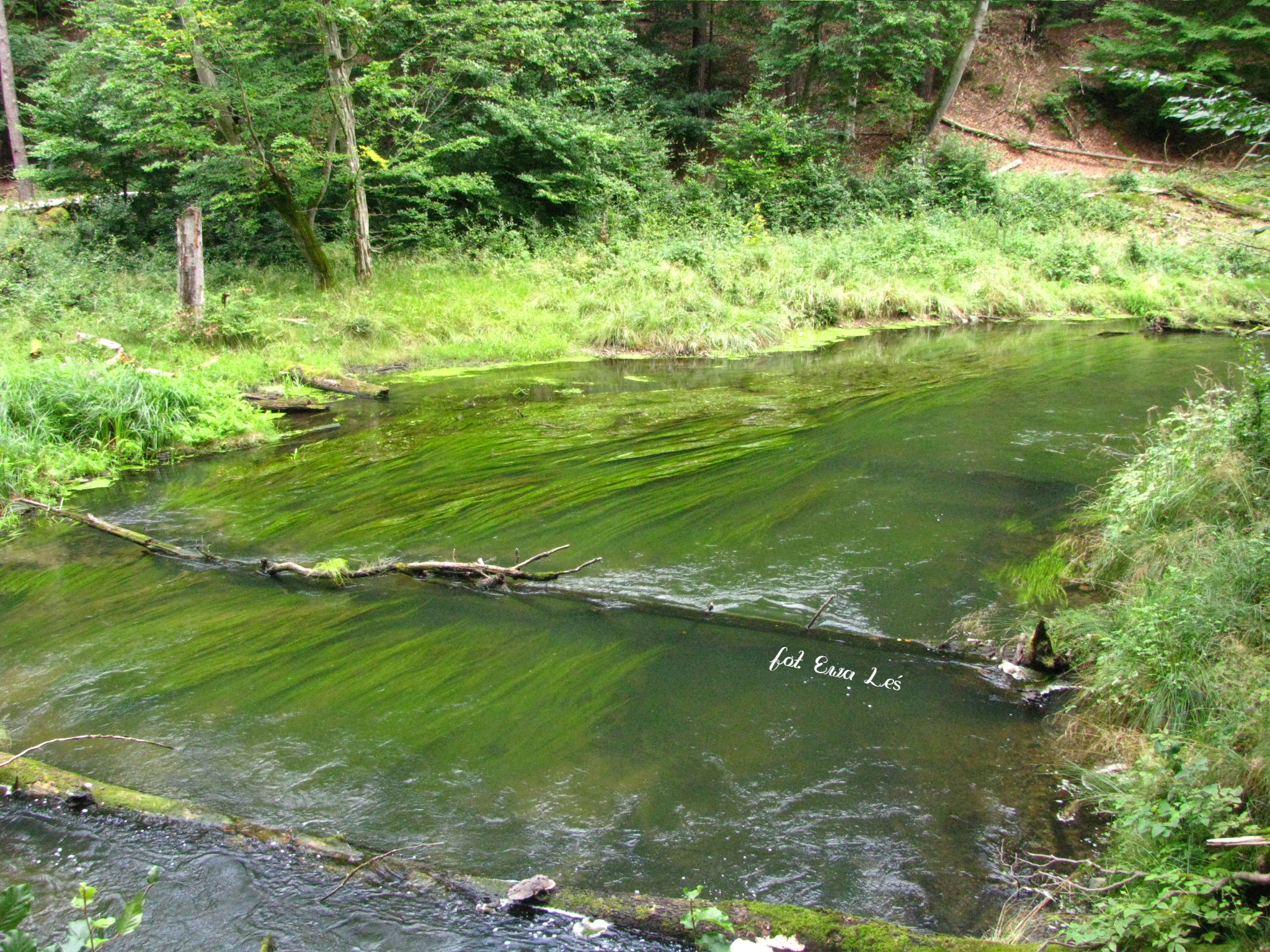 CCB expert workshop 'Natural river processes as a base for river-related protected areas and river restoration'
