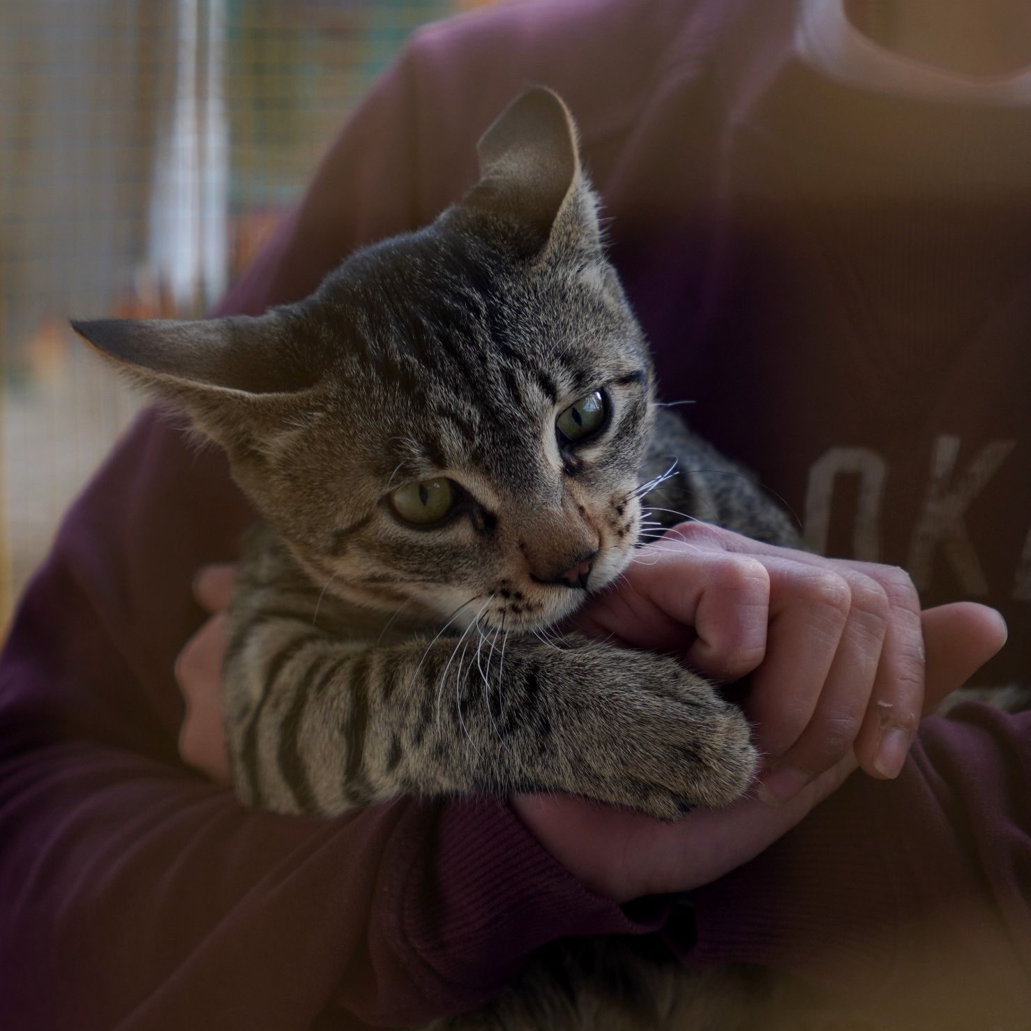 Kittu