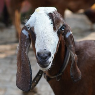 Betaji (Resident)