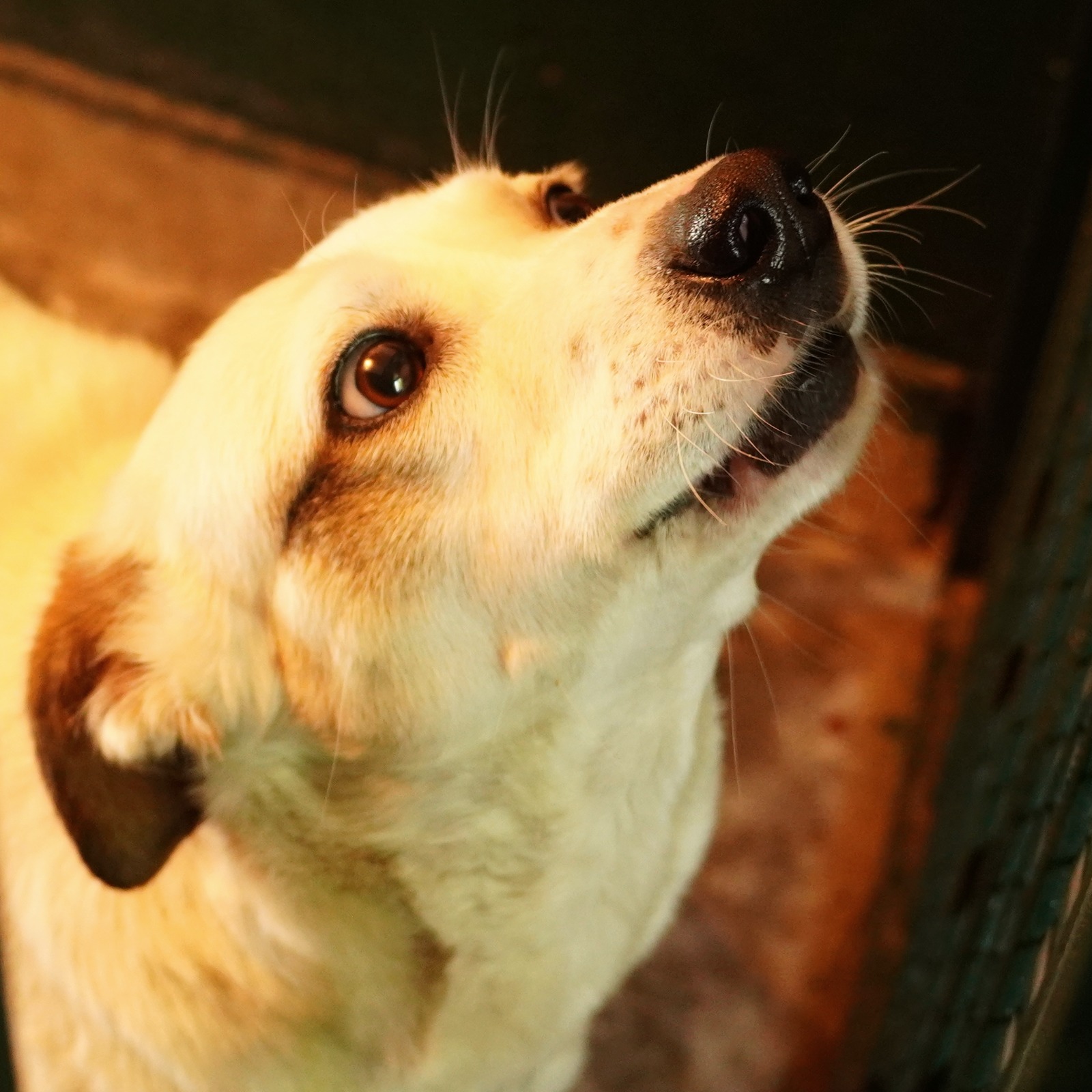 Coco