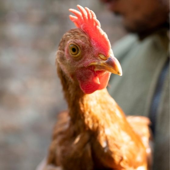 Akbar (Resident)