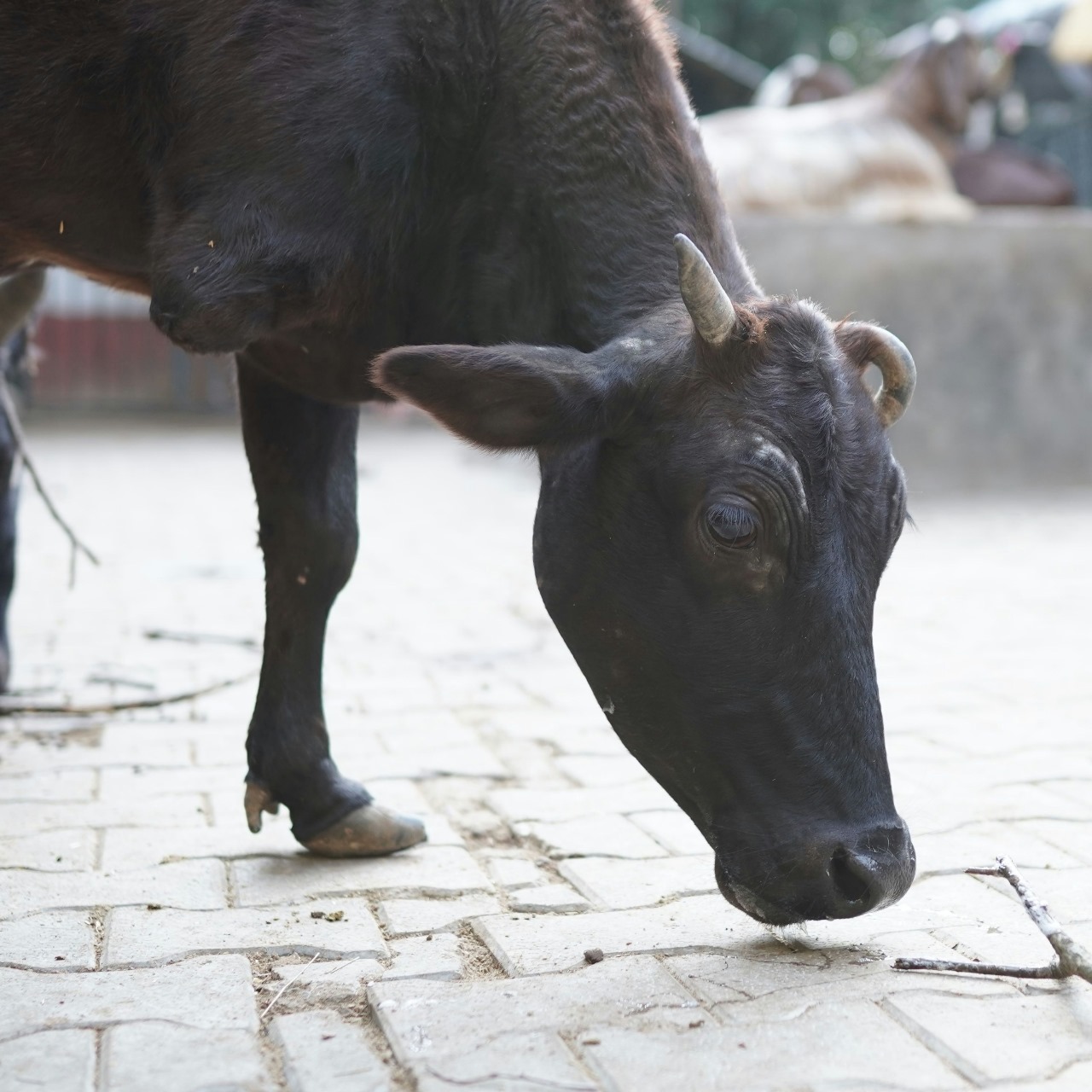 Ahilya (Resident)