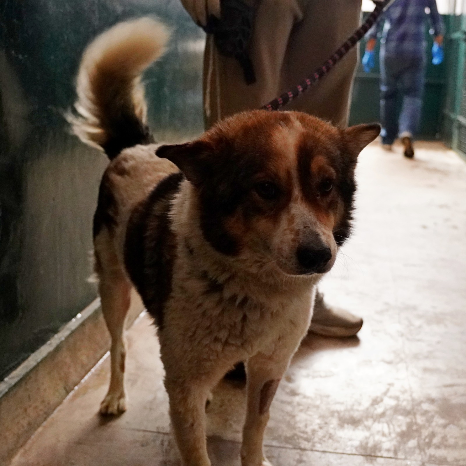 Rudra