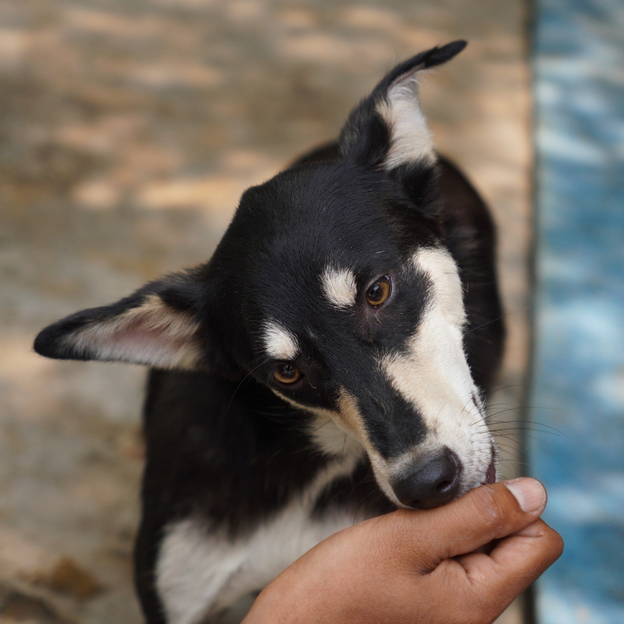 Boond (Resident)