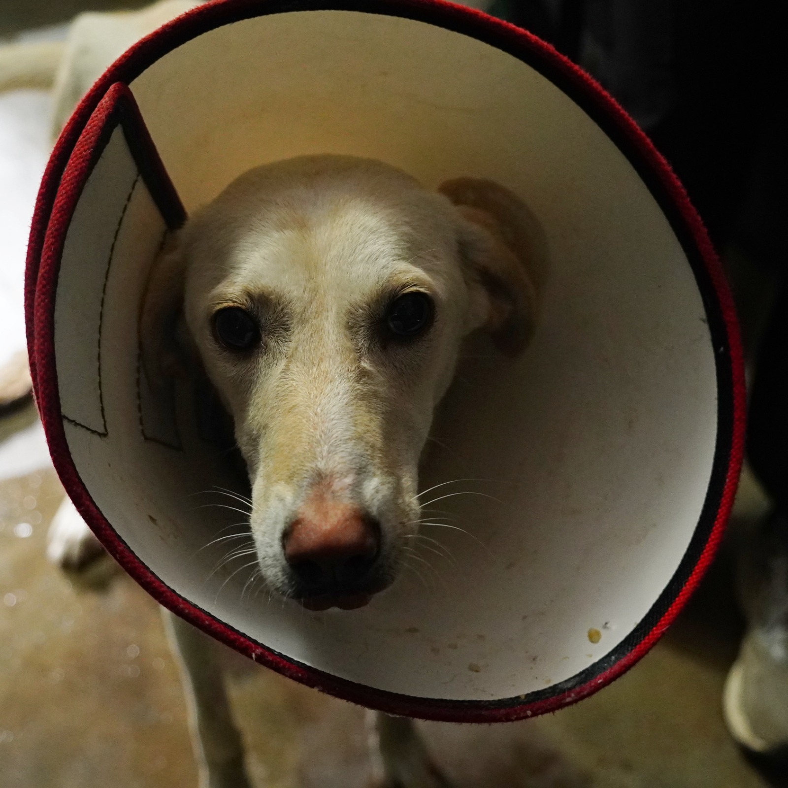 Kulfi