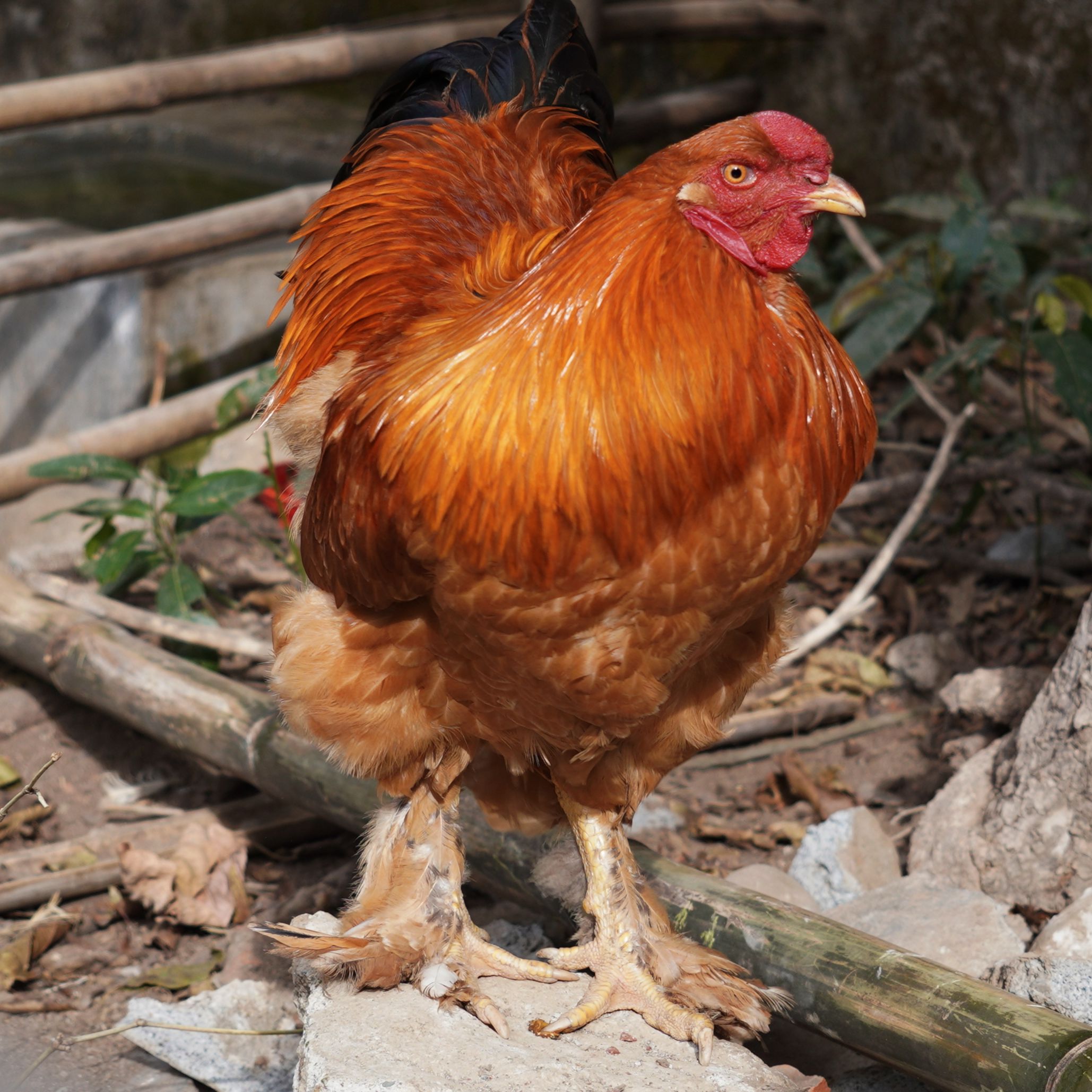 Goldie (Resident)