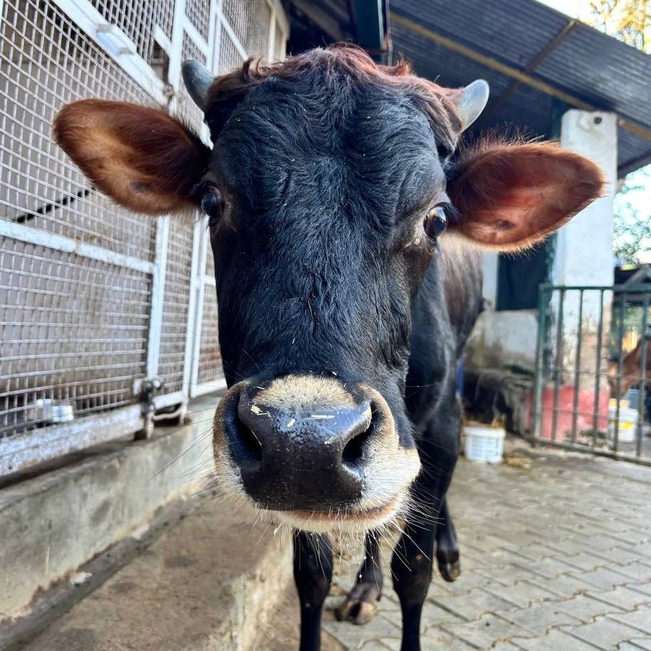 Birbal  (Resident)