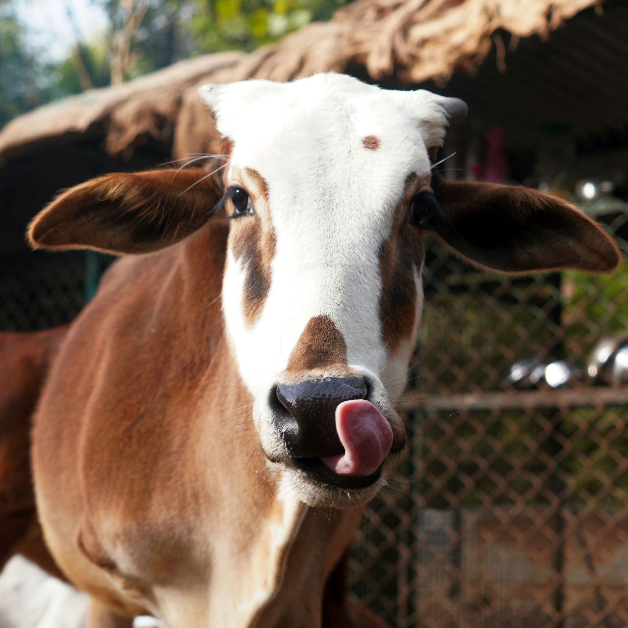 Rajkumar (Resident)