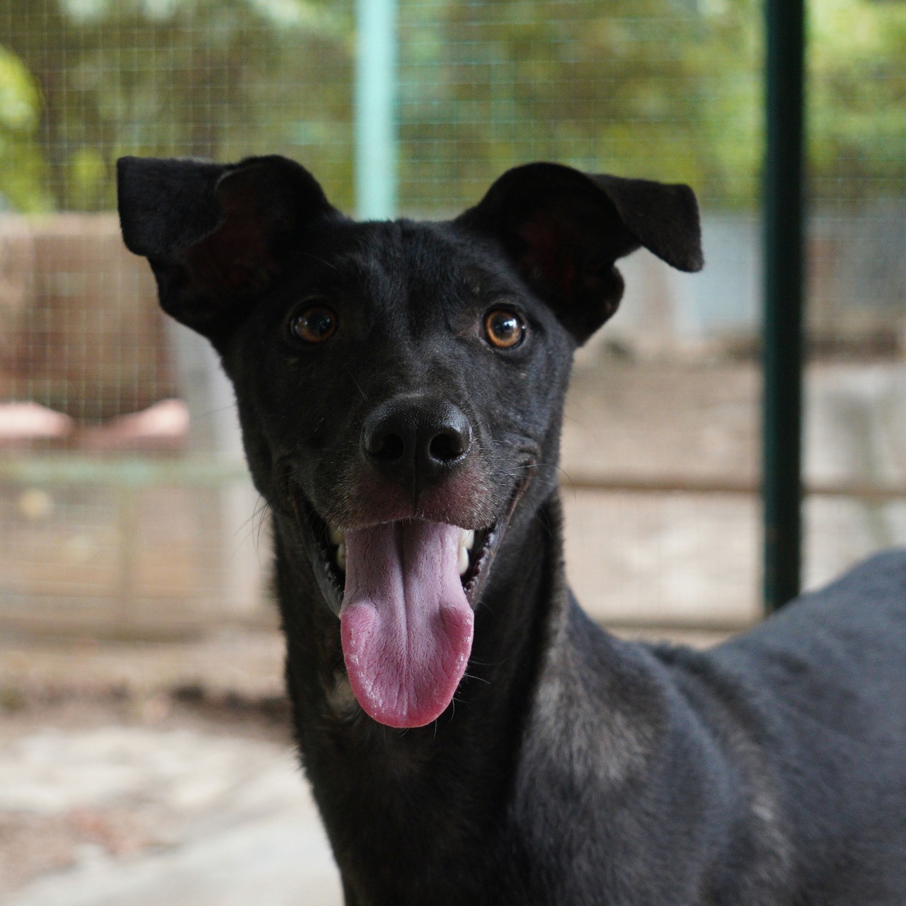 Daisy (Resident)