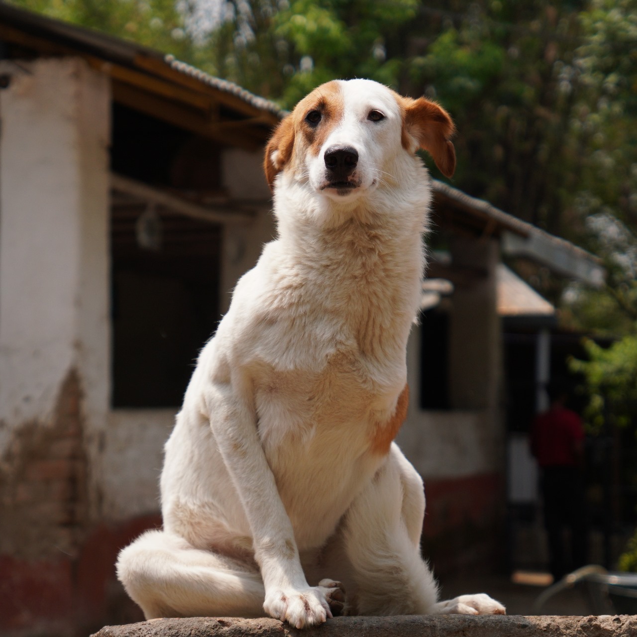 Ola (Resident)