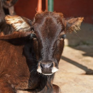 Katran (Resident)