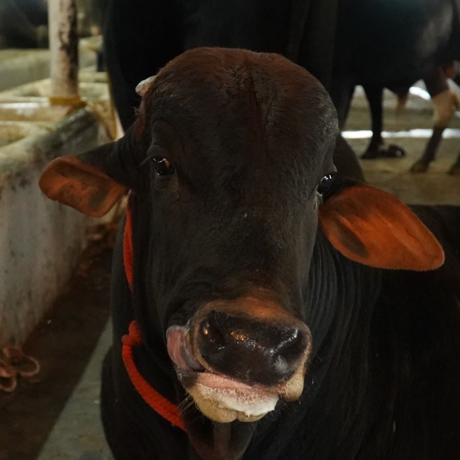 Nandi Junior