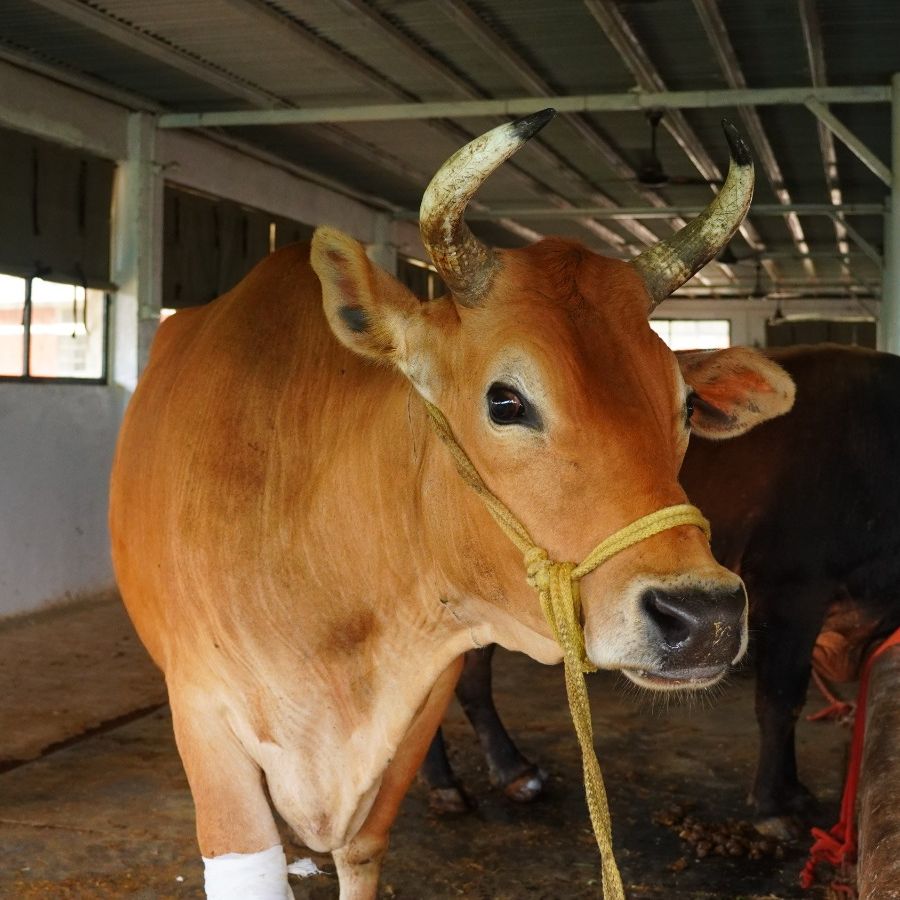 Gangadhar