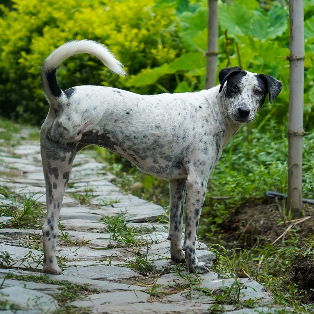 Jhilmil (Resident)