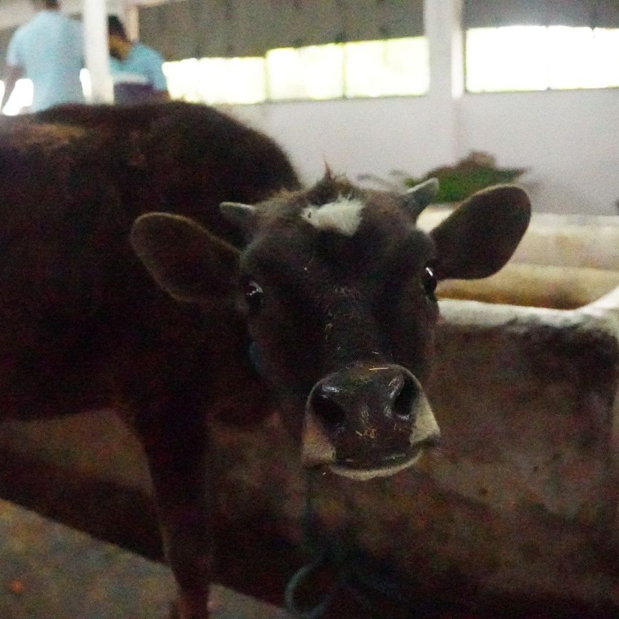 Ardha