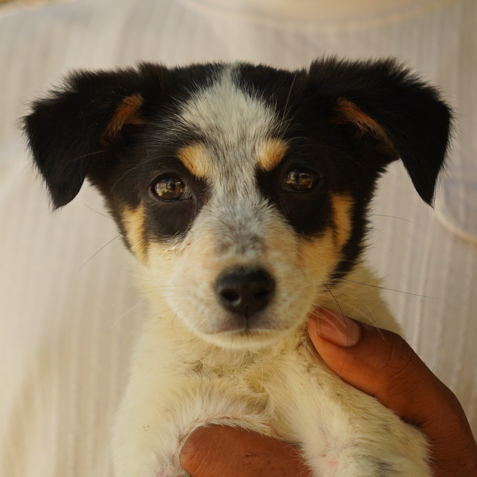 Charu