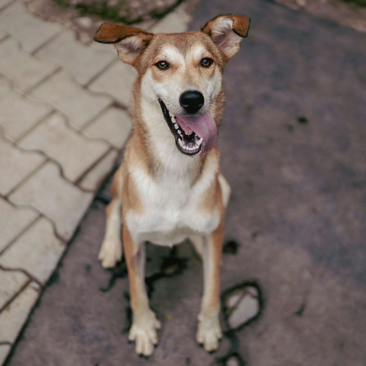 Barkha (Resident)