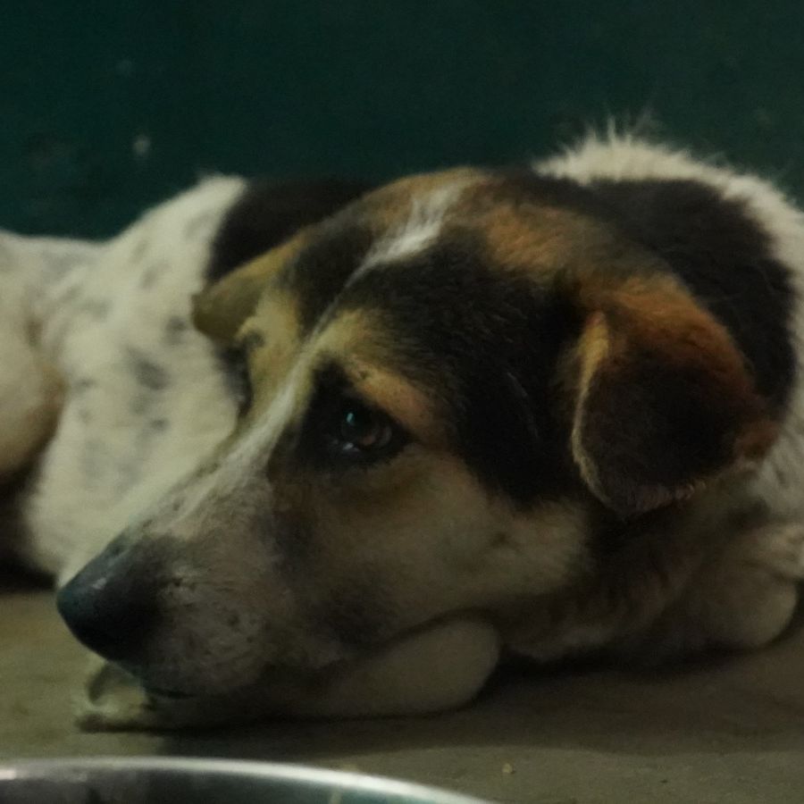 Majnu