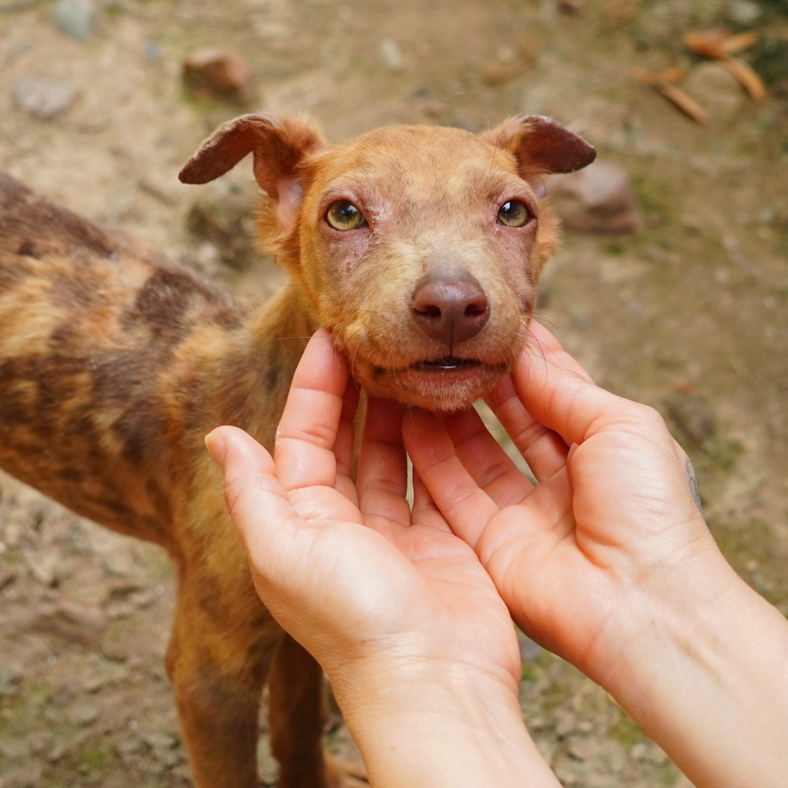 Dobby (Resident)
