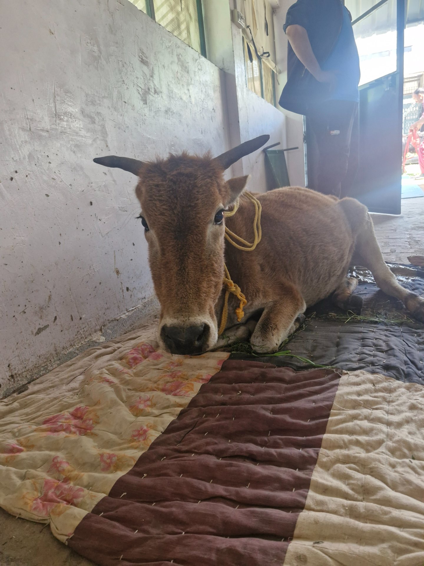 Sitaphal