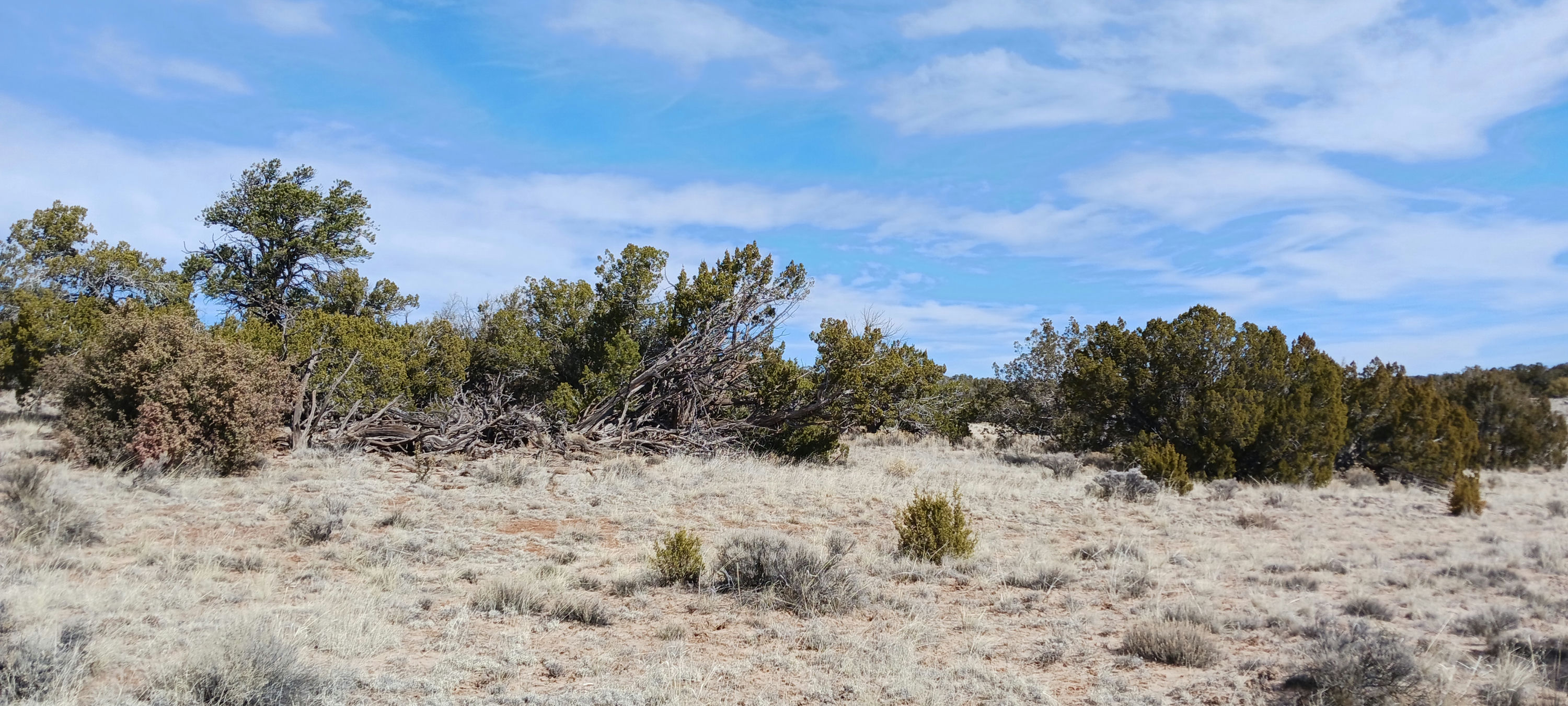 Copy of 206-51-439 NE view from NE Corner.jpg