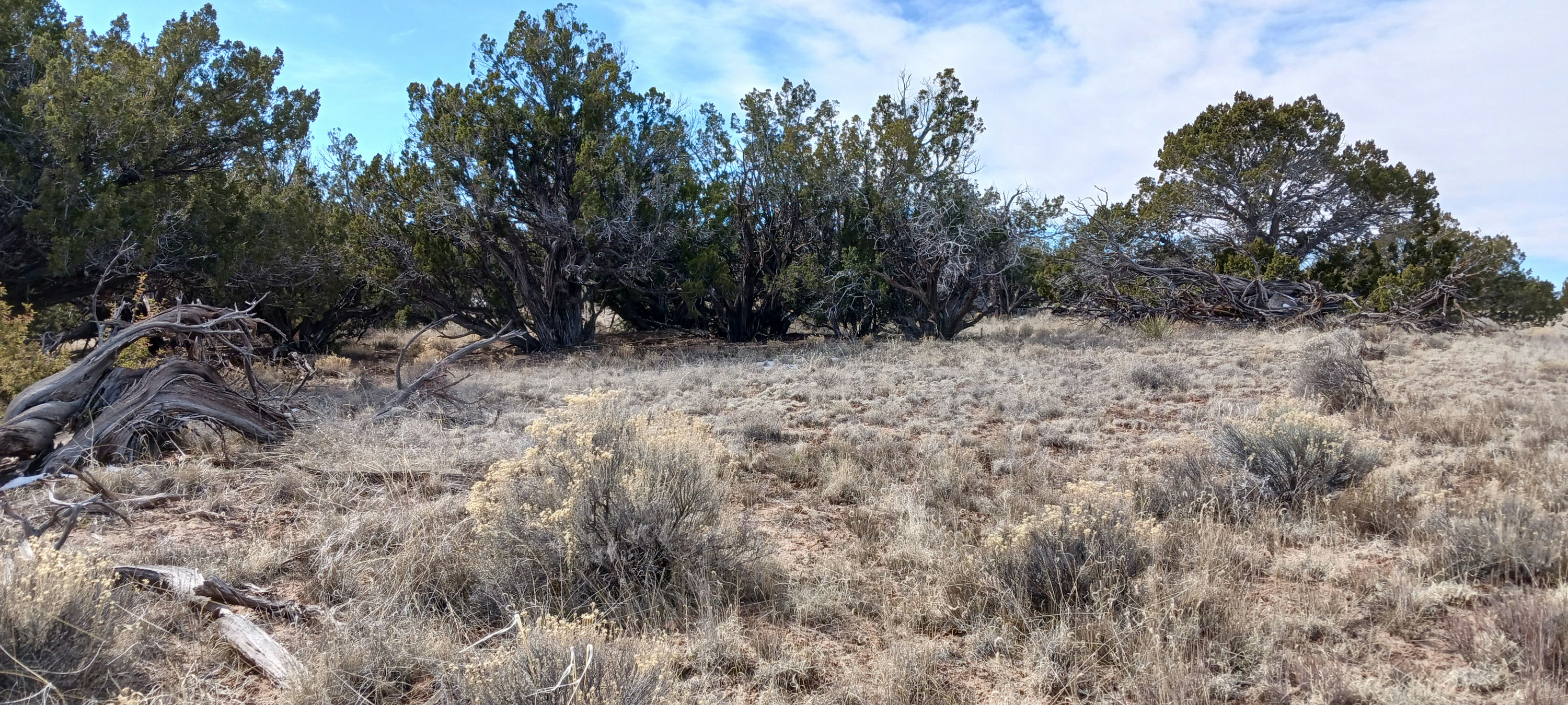 Copy of 206-51-439 Vegetation (4).jpg