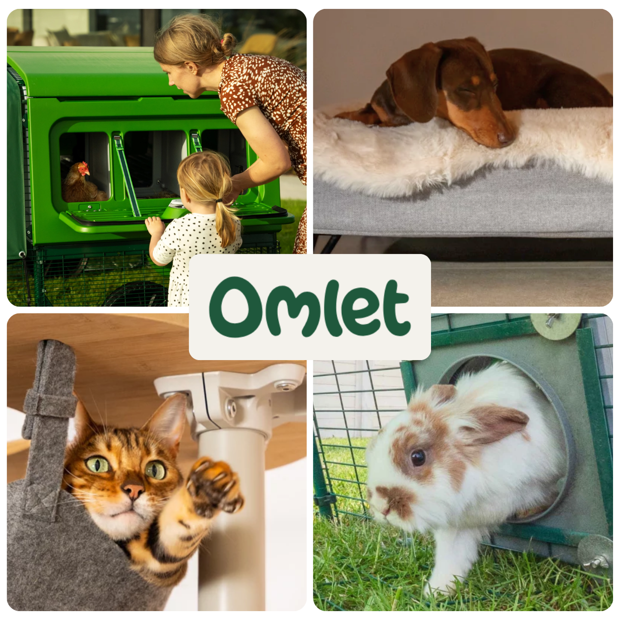 Omlet