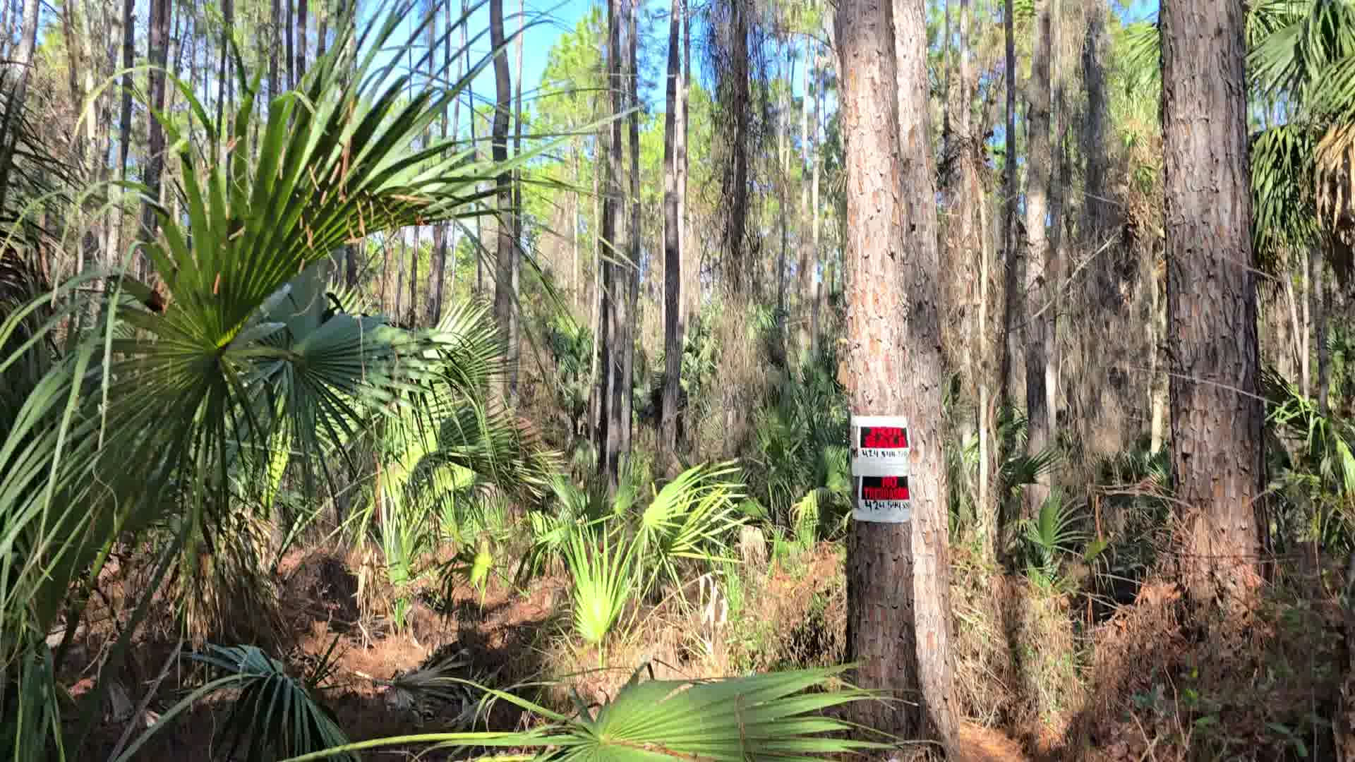 Copy of ezgif-frame-010.jpg