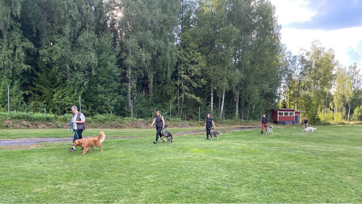 Allmänlydnad