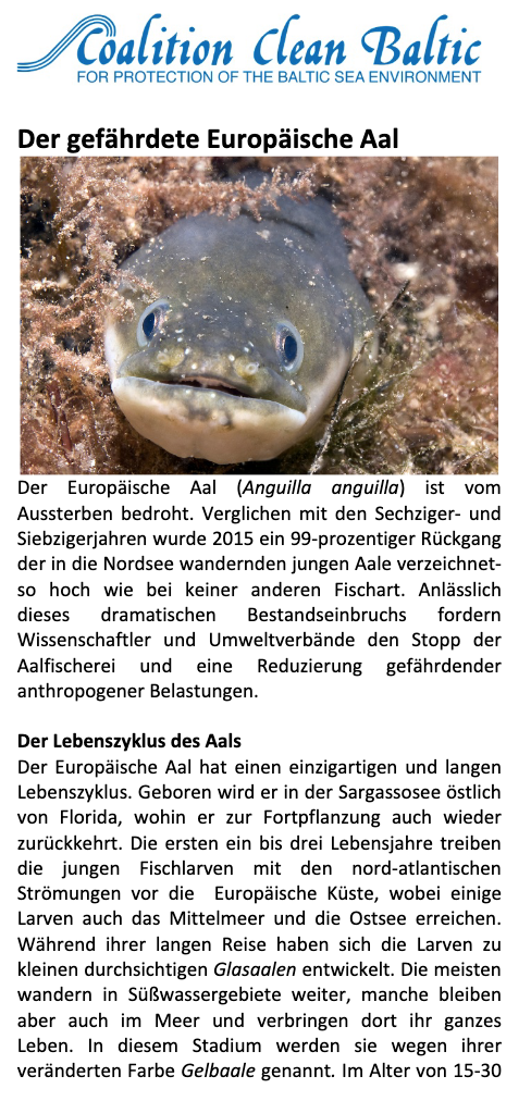 Der gef&auml;hrdete Europ&auml;ische Aal